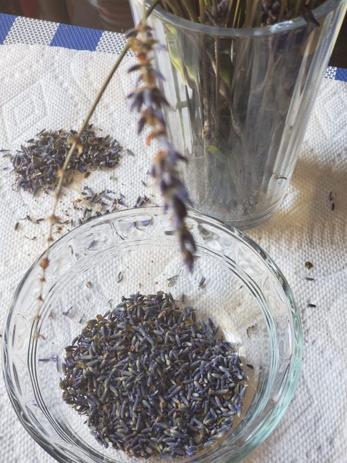 5.collect lavender seeds