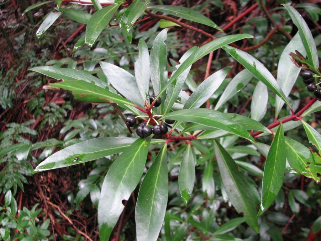 Tasmannia Lanceolata