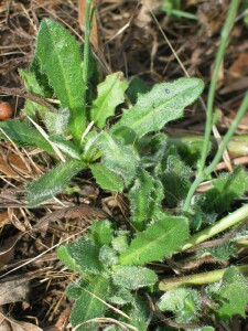 cats ear young rosette